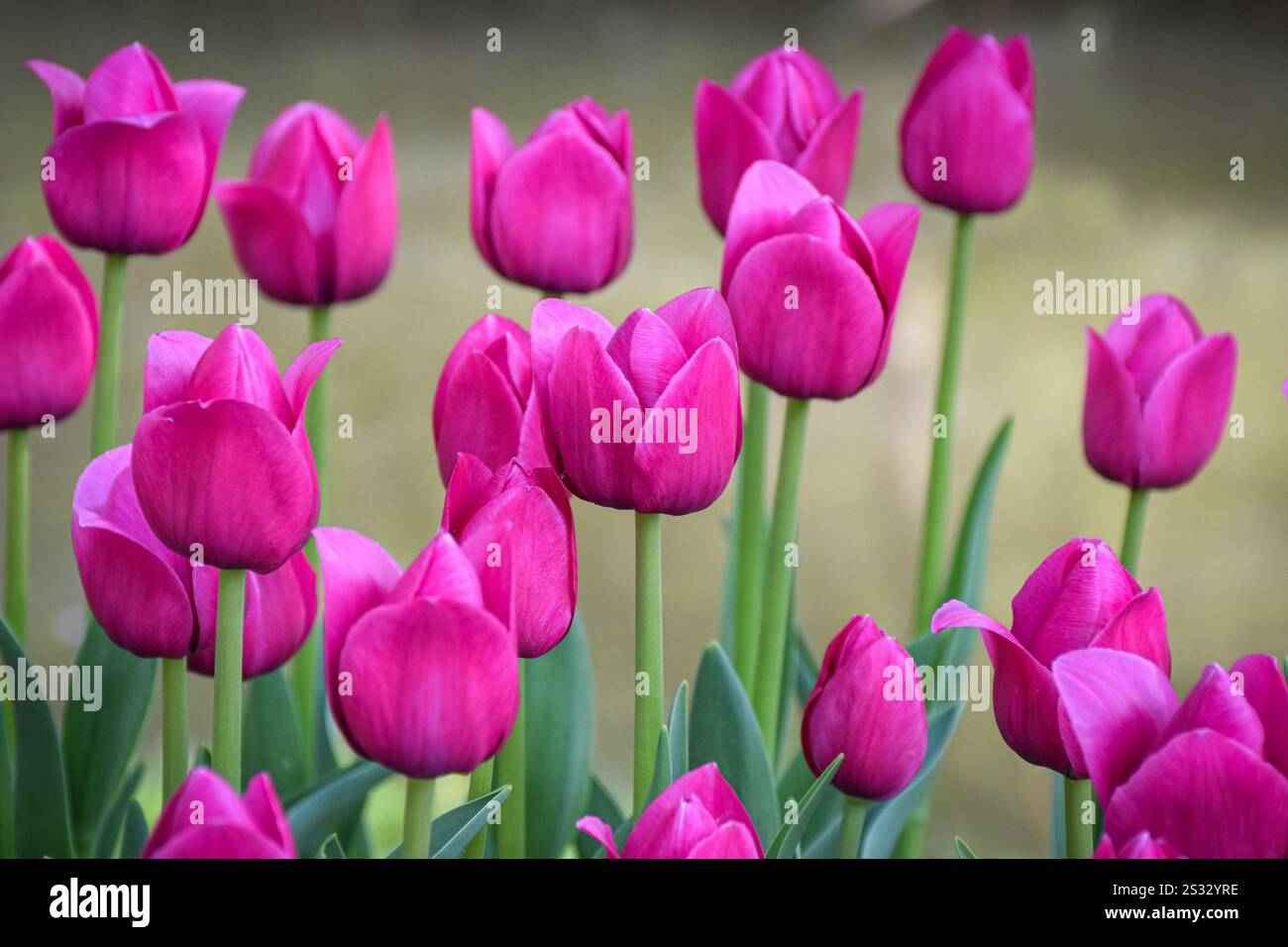 Un vivace gruppo di tulipani rosa in fiore. Foto Stock
