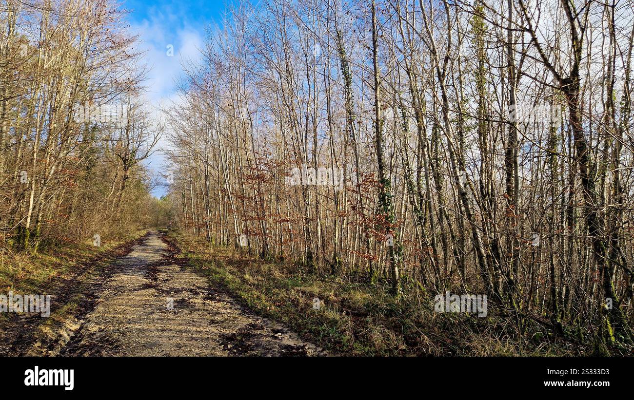 Percorso per torretta di cannoni da 155 mm e bunker Pamart, zona di Souville Fort, regione di Verdun, Mosa, regione Grand-Est, Francia Foto Stock