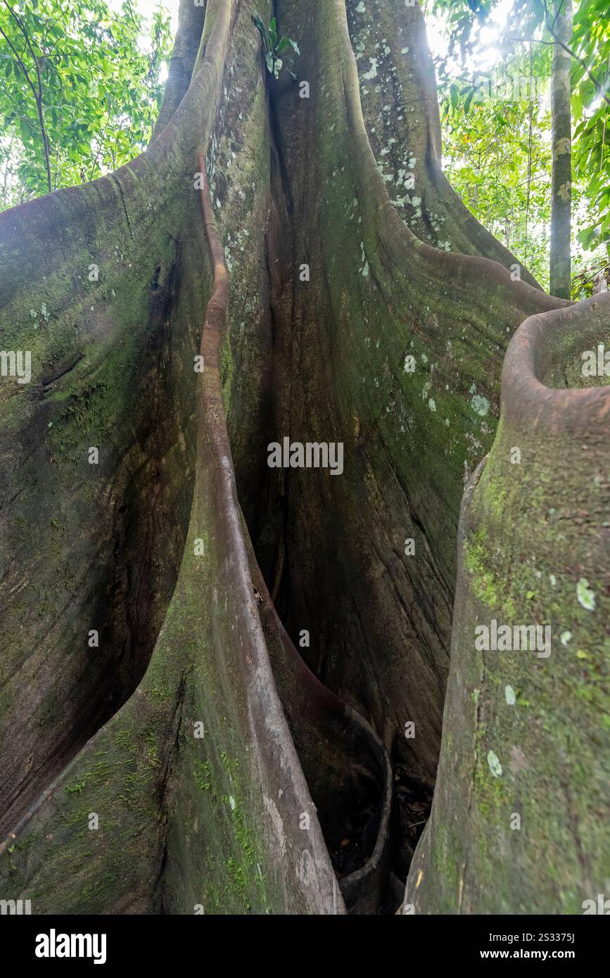 Un albero di fico gigante. Isola di San Antonio del cacao. Fiume Amazonas, Perú. Foto Stock