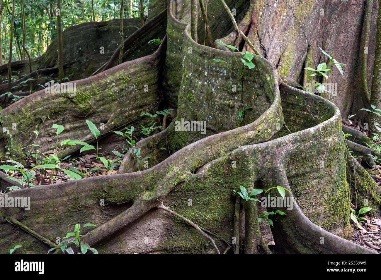 Un albero di fico gigante. Isola di San Antonio del cacao. Fiume Amazonas, Perú. Foto Stock