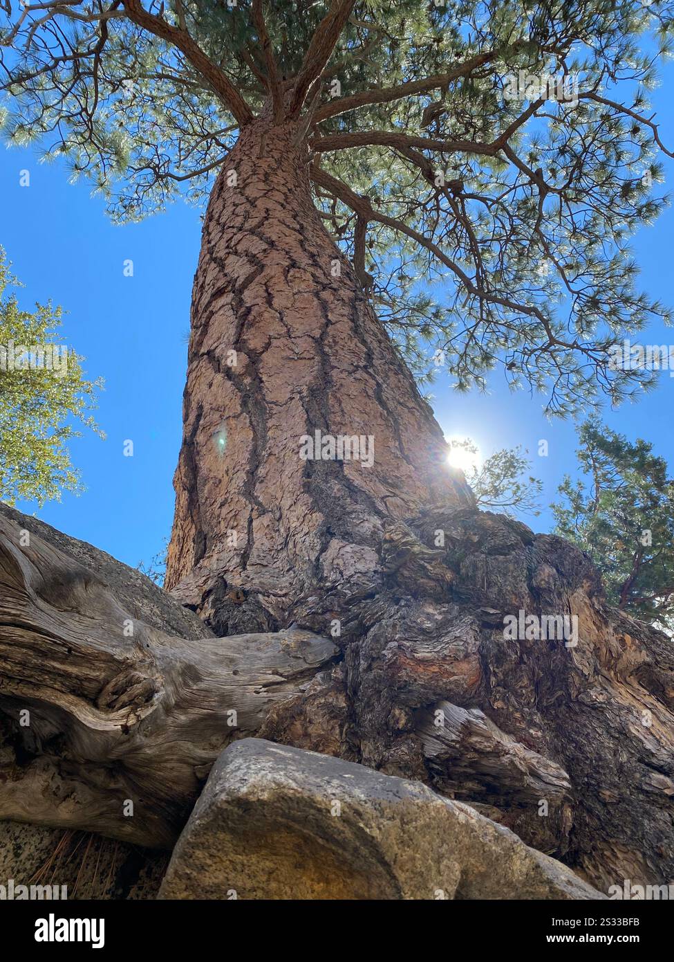 La maestosità della natura si erge sopra di noi. - Immagine stock catturata con smartphone