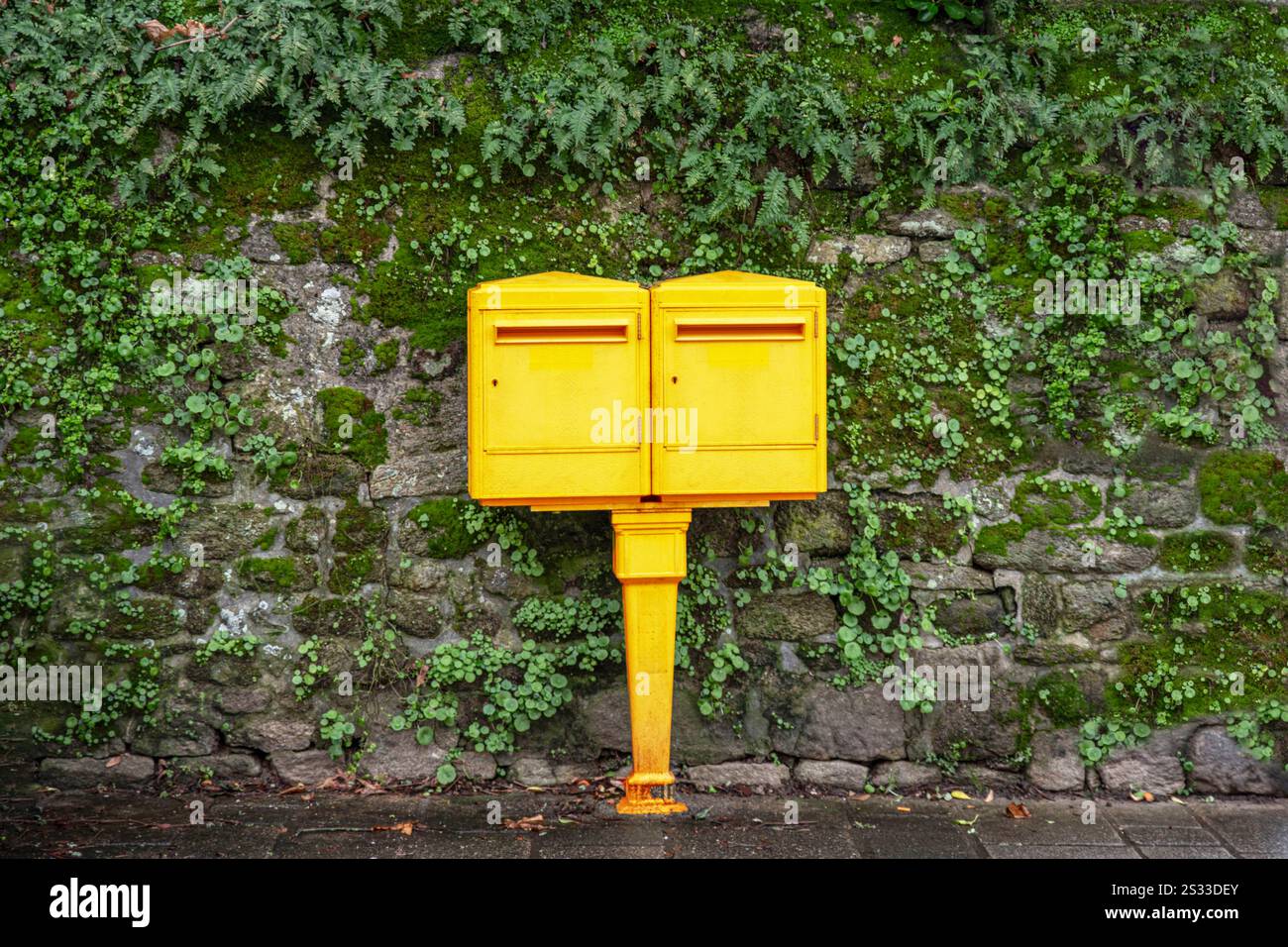 Casella di lettere gialla su un muschio verde e una parete di felce Foto Stock