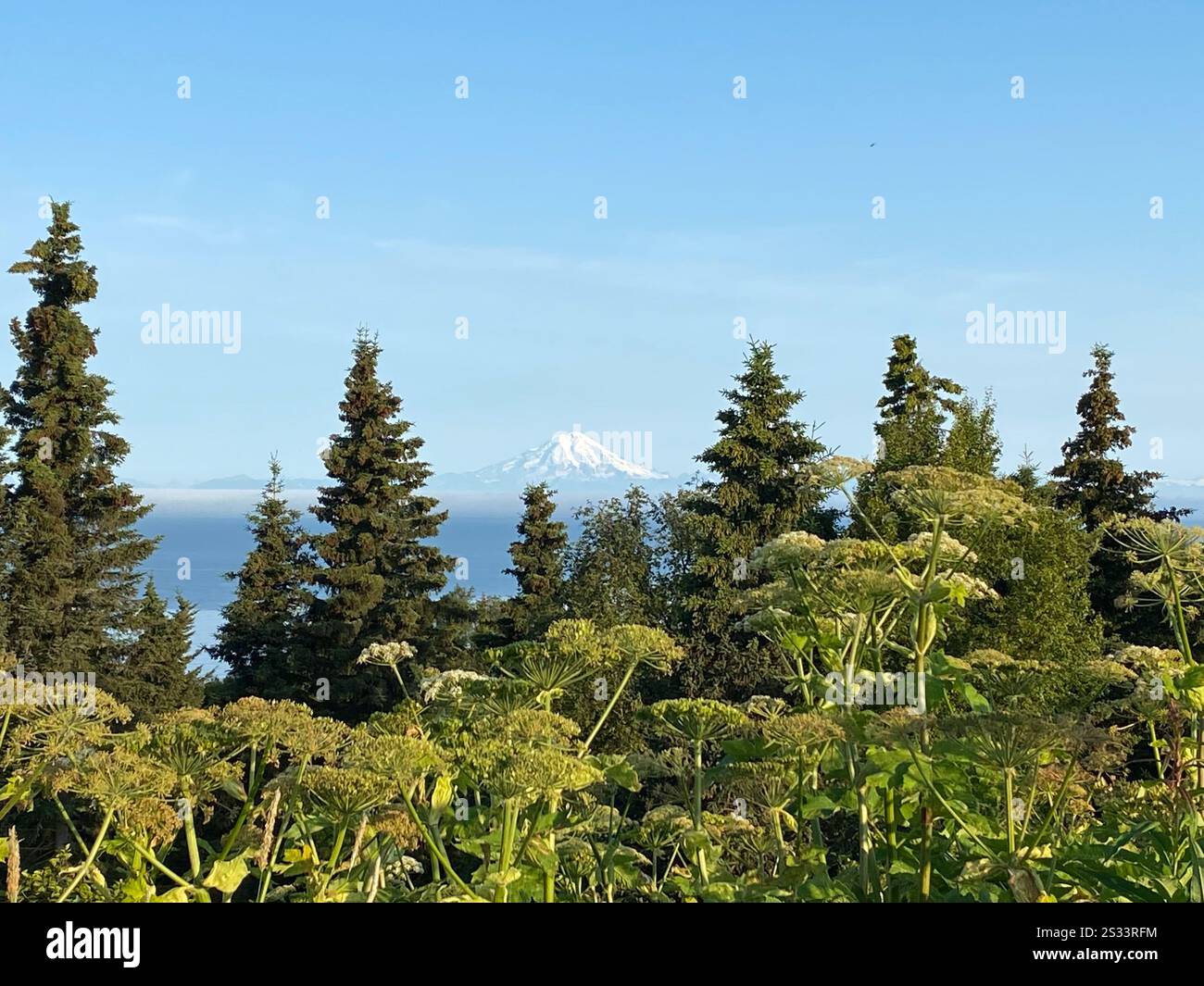 Alberi del Montana con ghiacciaio - Immagine stock catturata con smartphone