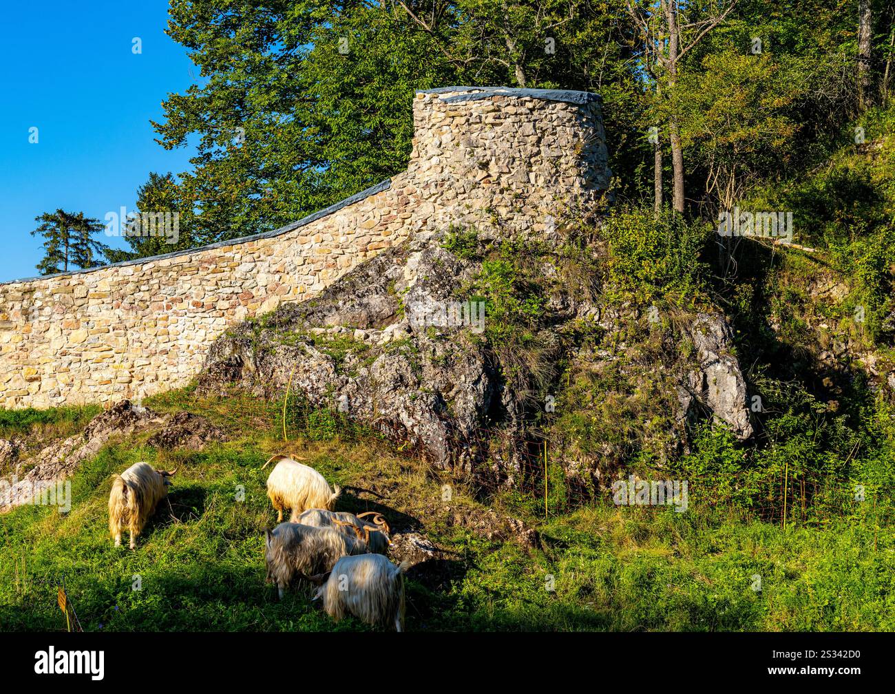 Czorsztyn, Polonia - 14 agosto 2023: Mura e fortificazioni del castello reale medievale sul lago Jezioro Czorsztynskie con l'alimentazione delle capre Foto Stock