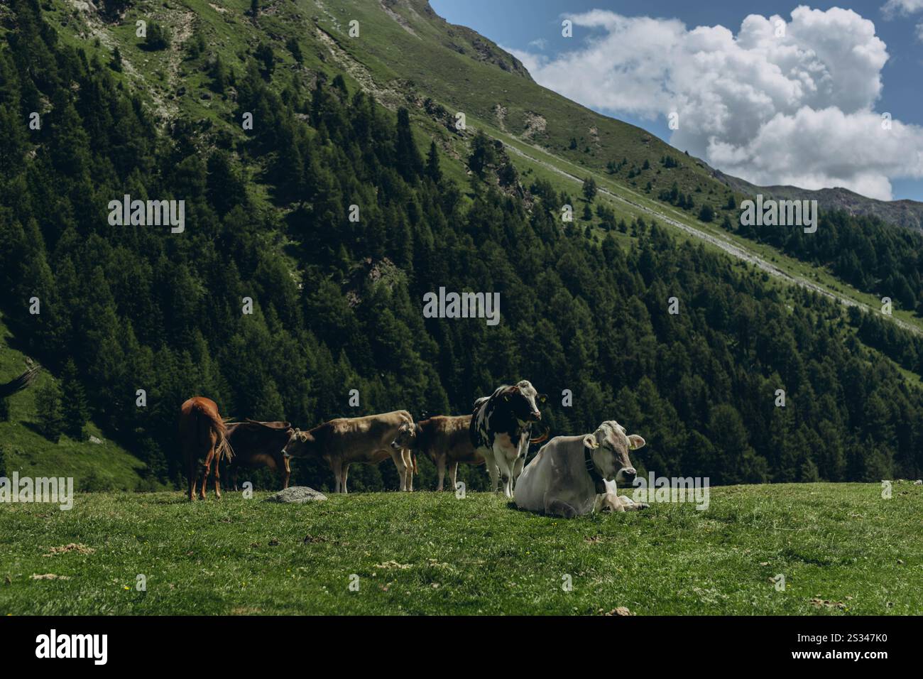 Splendido paesaggio alpino con mucche che pascolano e vette montane sotto il sole primaverile. Foto di alta qualità Foto Stock