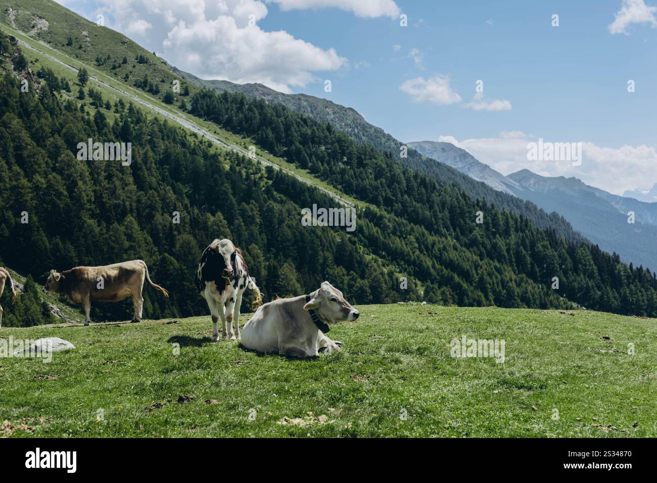 Splendida vista panoramica sul paesaggio alpino con mucche pascolano, cime di montagna in una giornata di sole in primavera. Foto di alta qualità Foto Stock