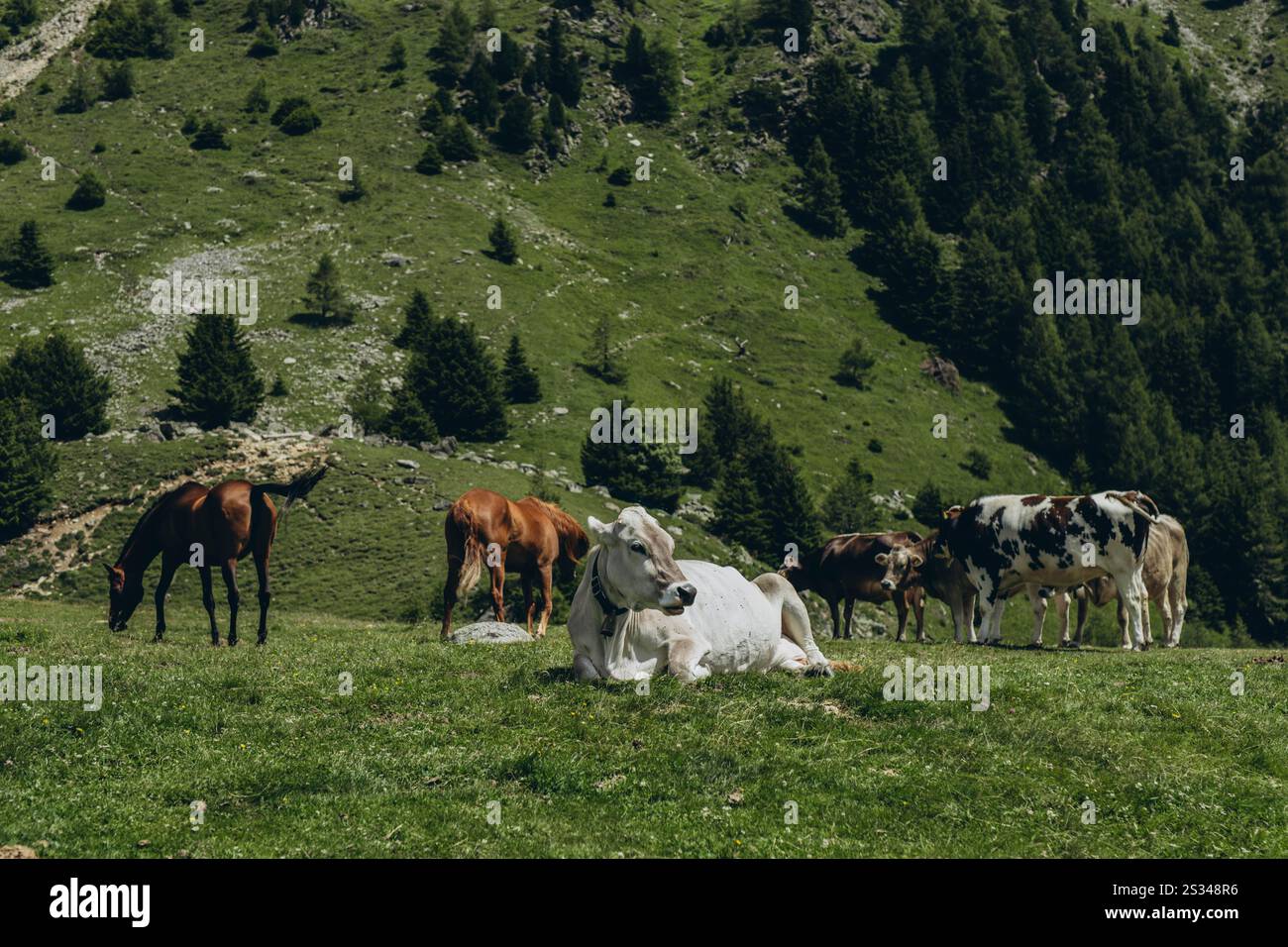 Splendido paesaggio alpino con mucche che pascolano e vette montane sotto il sole primaverile. Foto di alta qualità Foto Stock