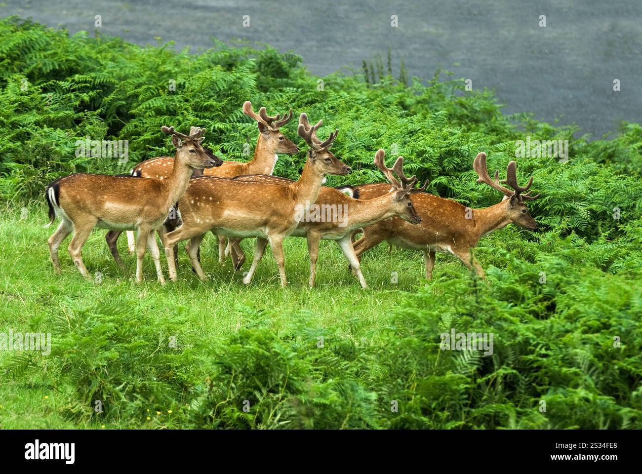 Daims dans le parc du chateau de Powis, Welshpool, Pays de Galles, Royaume-uni, grande Bretagne, Europa//daini nel parco del castello di Powis, Welshpool, Foto Stock