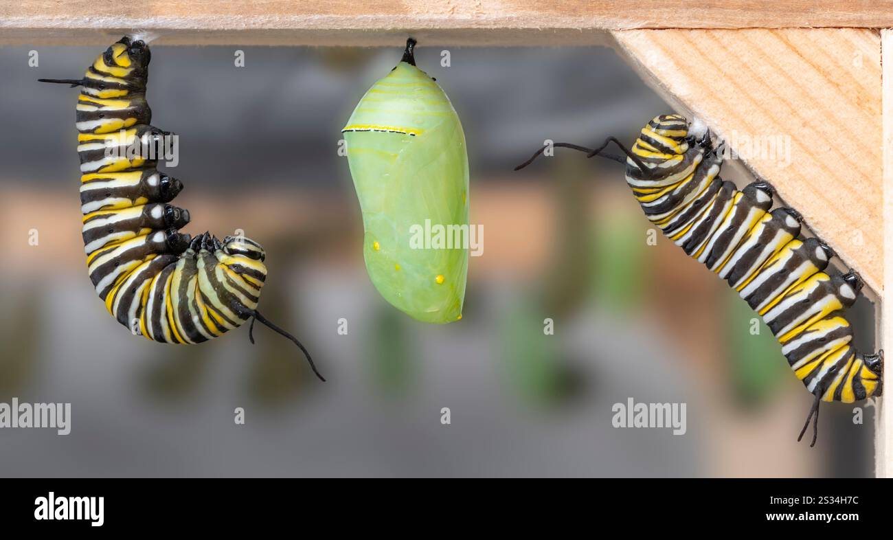 Monarca (danaus plexippus) caterpillars trasformandosi in crisalide Foto Stock