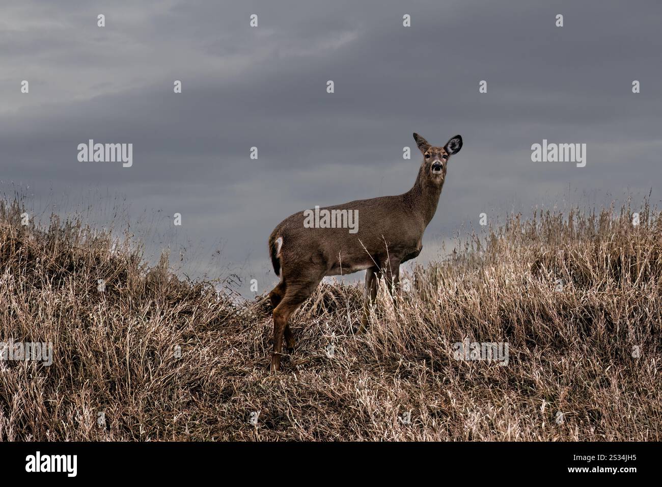 Femmina di cervo dalla coda bianca in piedi in un campo Foto Stock