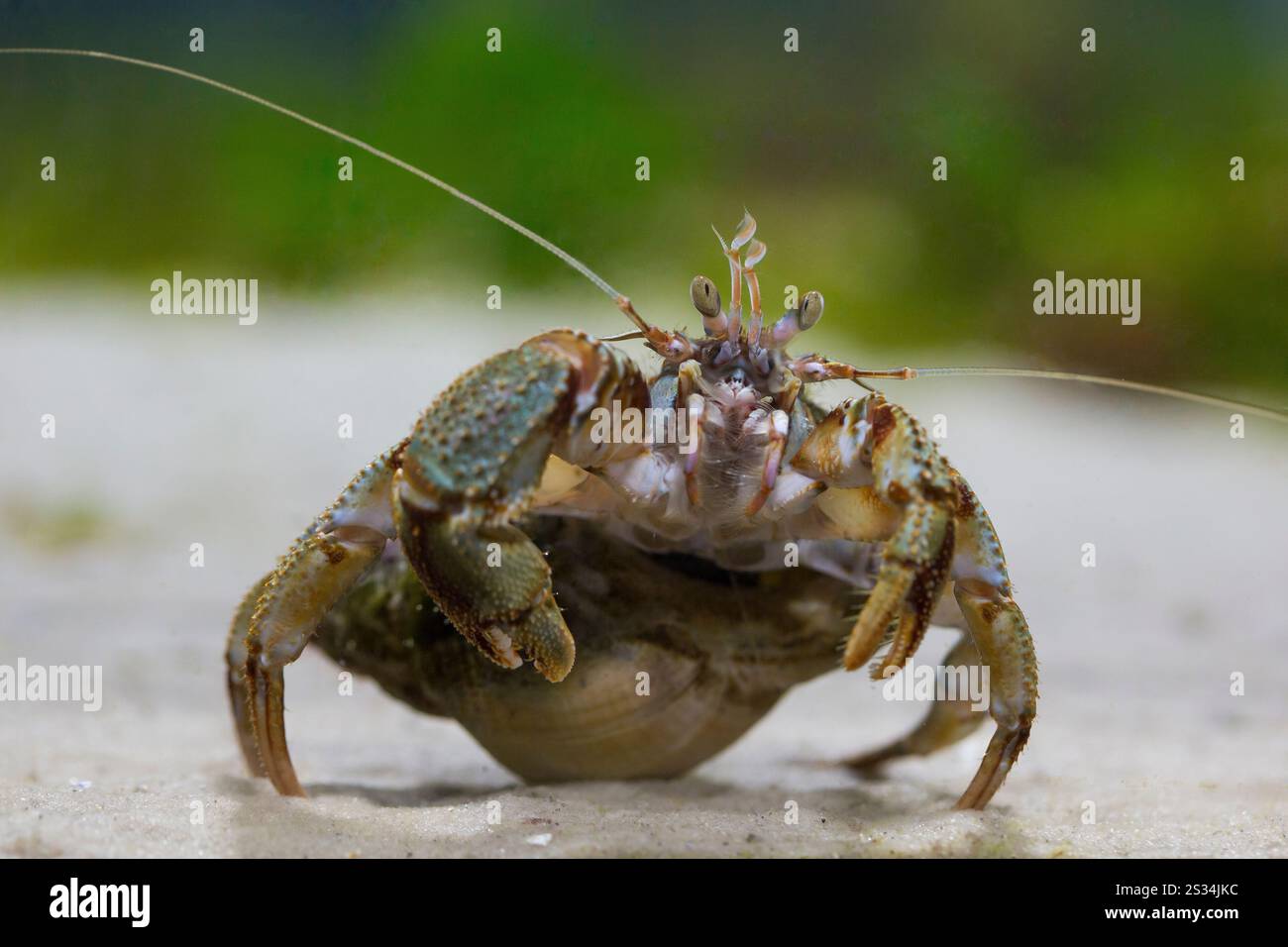Granchio eremita comune, granchio eremita del Mare del Nord, pagurus bernhardus, nel guscio di un carosello, Parco Nazionale del Mare di Wadden, Schleswig-Holstein, Germania Foto Stock