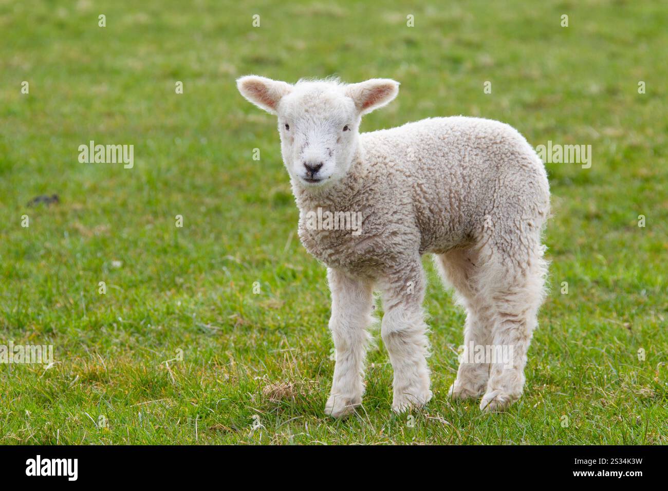Pecore domestiche, Ovis ammon aries, agnello, Schleswig-Holstein, Germania Foto Stock