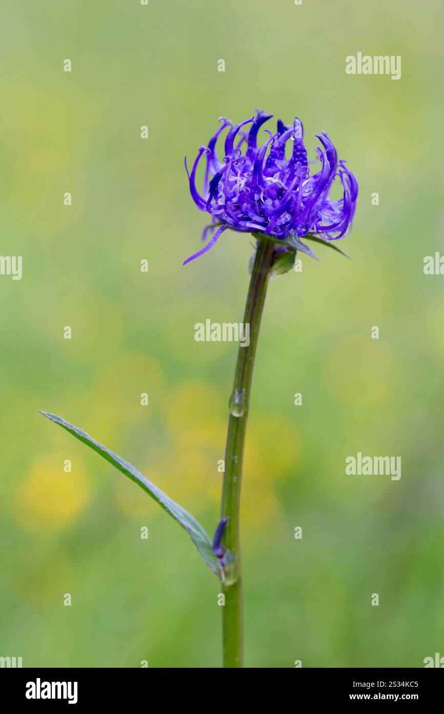 Diavolo sferico'artiglio, Phyteuma orbiculare, fiore, Parco Nazionale degli alti Tauri, Carinzia, Austria Foto Stock