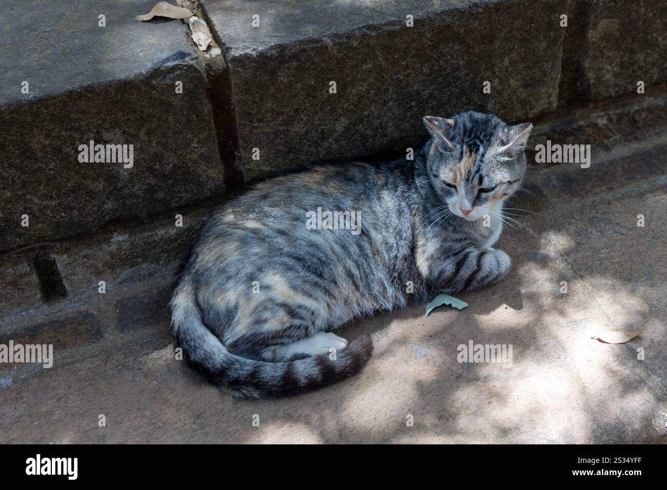Tabby Cat che poggia nell'ombra su una superficie di pietra Foto Stock