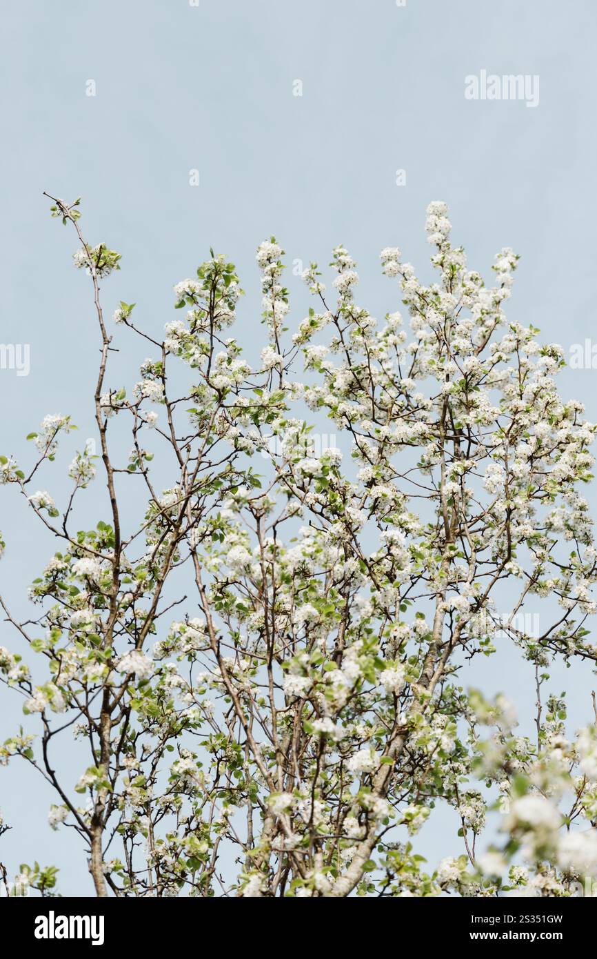 L'aria fresca porta i colori primaverili Foto Stock