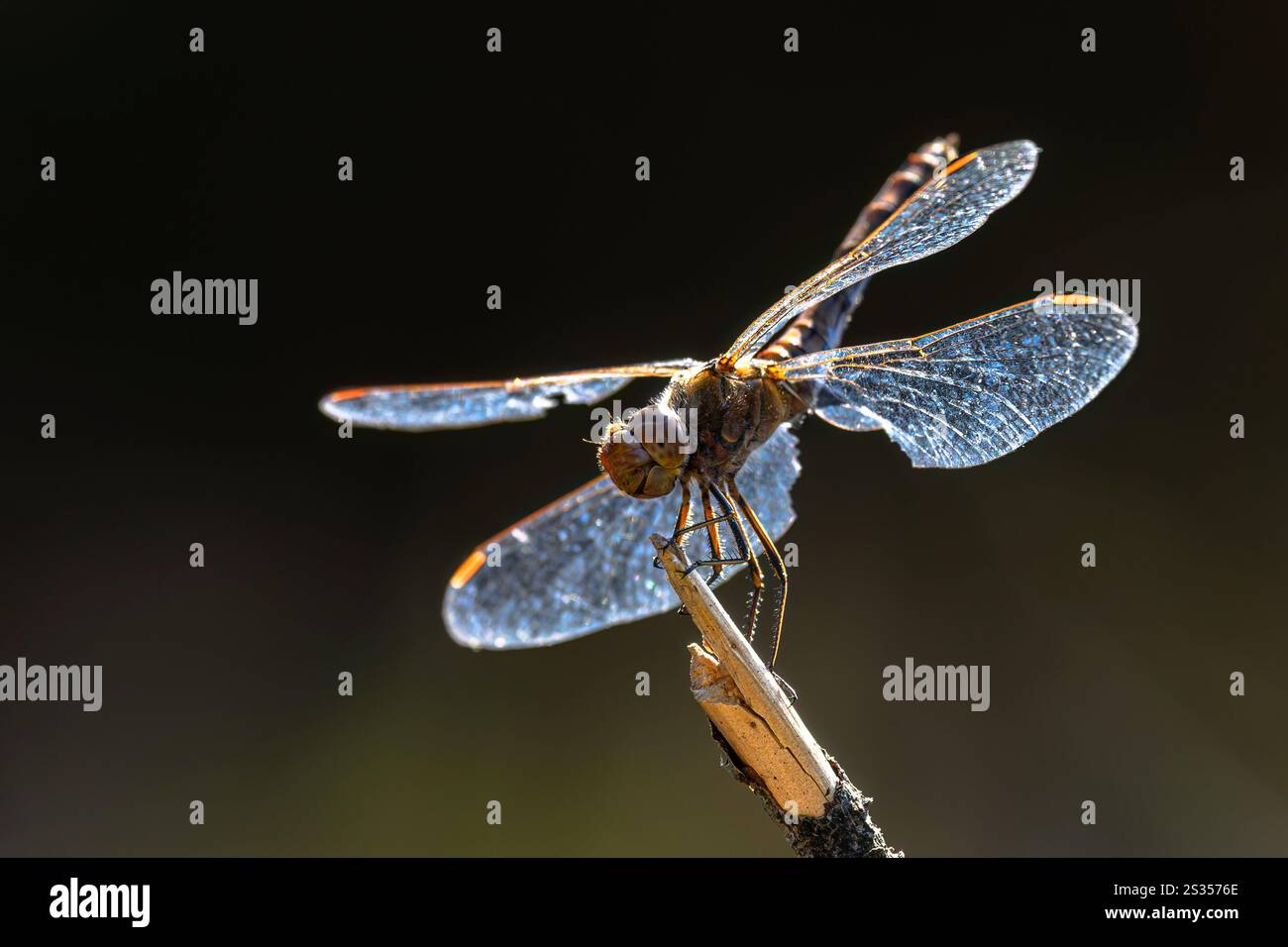 Primi piani di insetti di un darter comune su un ramo esposto alla luce del sole, macro, scatti macro, libellule, libellule, riserva della biosfera dell'UNESCO, Spreewald, Foto Stock