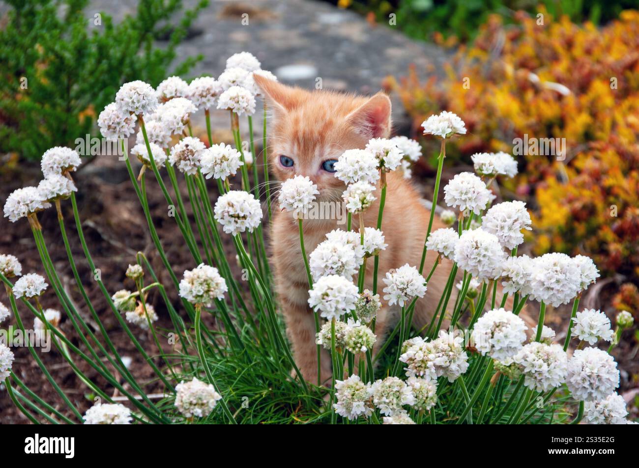 Un gattino è seduto in un campo di fiori bianchi. Il gattino è arancione e ha gli occhi blu Foto Stock