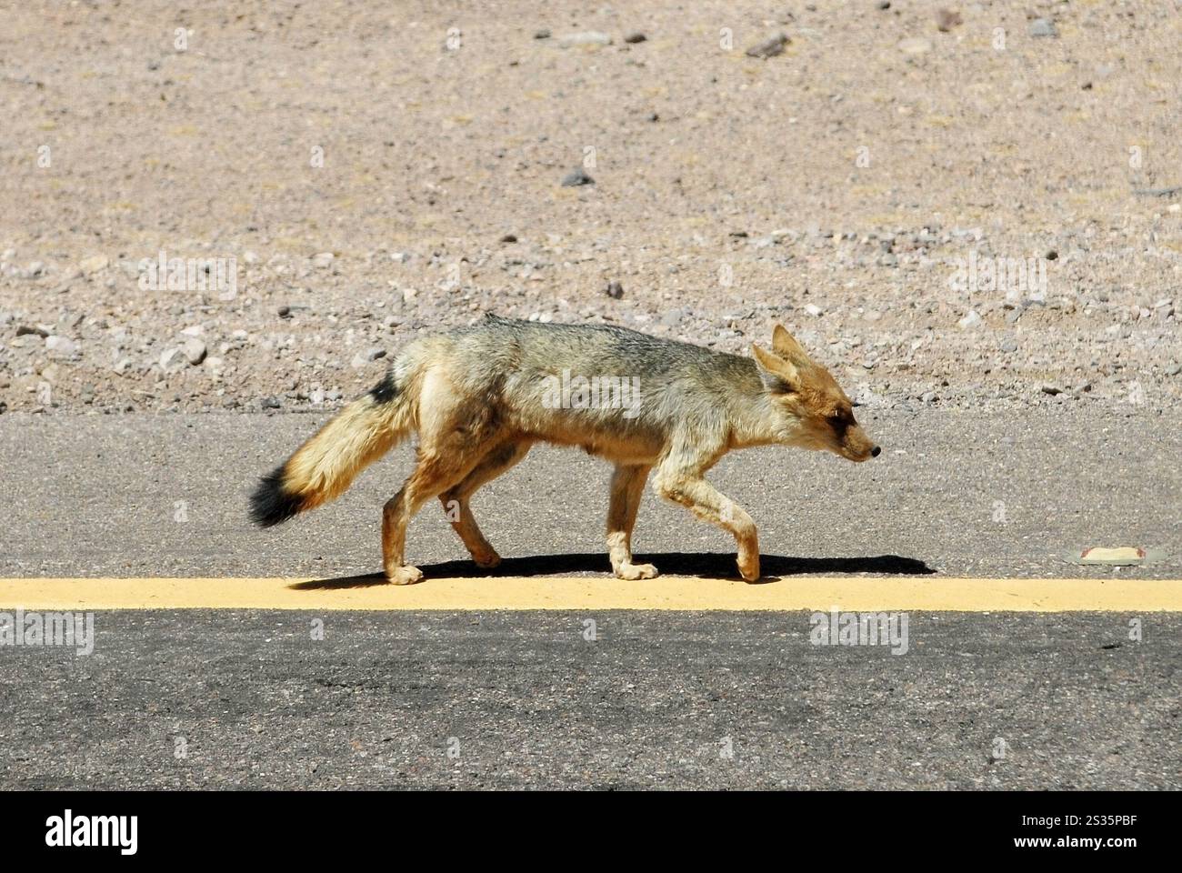 San Pedro de Atacama, Cile, 15 dicembre 2024. Fox sulla strada internazionale, sulla strada delle saline, nel deserto di Atacama. Foto Stock