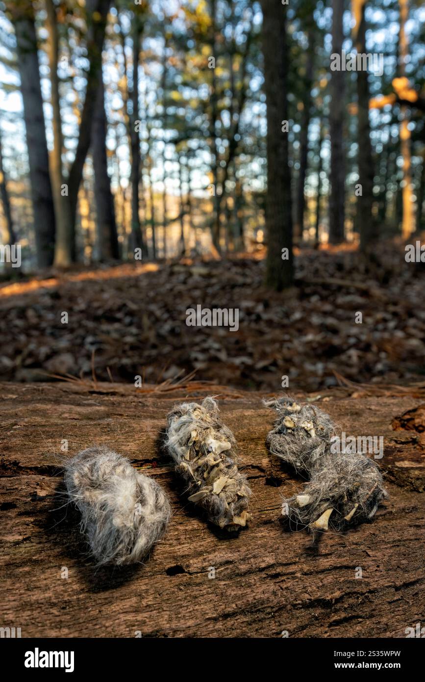 Raccolta di pellet di gufo (probabilmente da un grande gufo corneo) - Brevard, North Carolina, USA Foto Stock