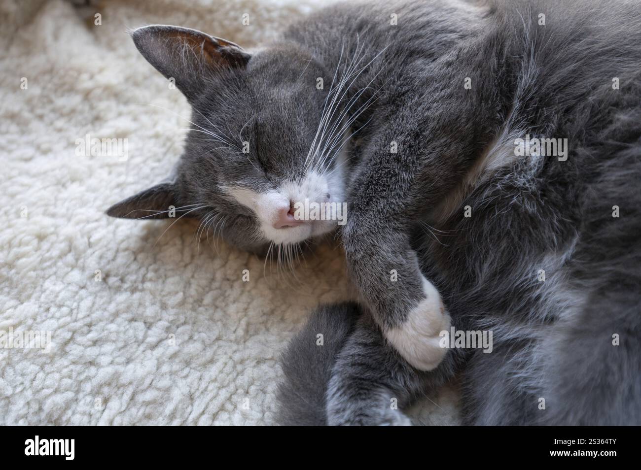 Sonno, gatto sognante, primo piano, Meclemburgo-Vorpommern, Germania, Europa Foto Stock