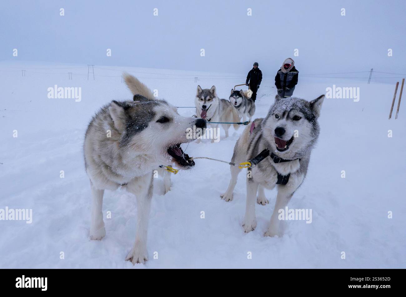 Un gruppo di husky si riposa durante un'escursione con cani da slitta attraverso una tundra situata nell'Husavik. Le gite in slitta offrono un'esperienza davvero notevole per esplorare i paesaggi invernali della parte settentrionale del paese. Utilizzando principalmente Husky siberiani addestrati, noti per la loro resistenza al freddo e la loro capacità di percorrere lunghe distanze, i visitatori possono godersi un'emozionante corsa attraverso la tundra innevata. Guidate da esperti locali, queste escursioni non solo consentono ai viaggiatori di ammirare le bellezze naturali della regione, ma anche di interagire con i cani, imparando di più sulla loro formazione e sul ruolo che hanno svolto Foto Stock