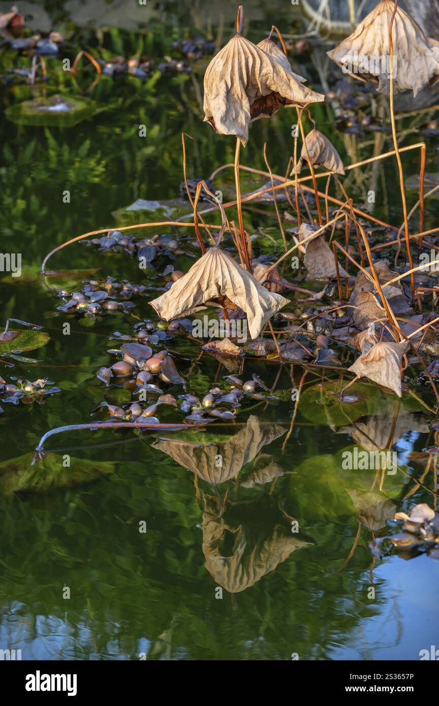 Foglie appassite di un fiore di loto (Nelumbo) in uno stagno dell'Orto Botanico di Erlangen, Franconia media Baviera, Germania, Europa Foto Stock