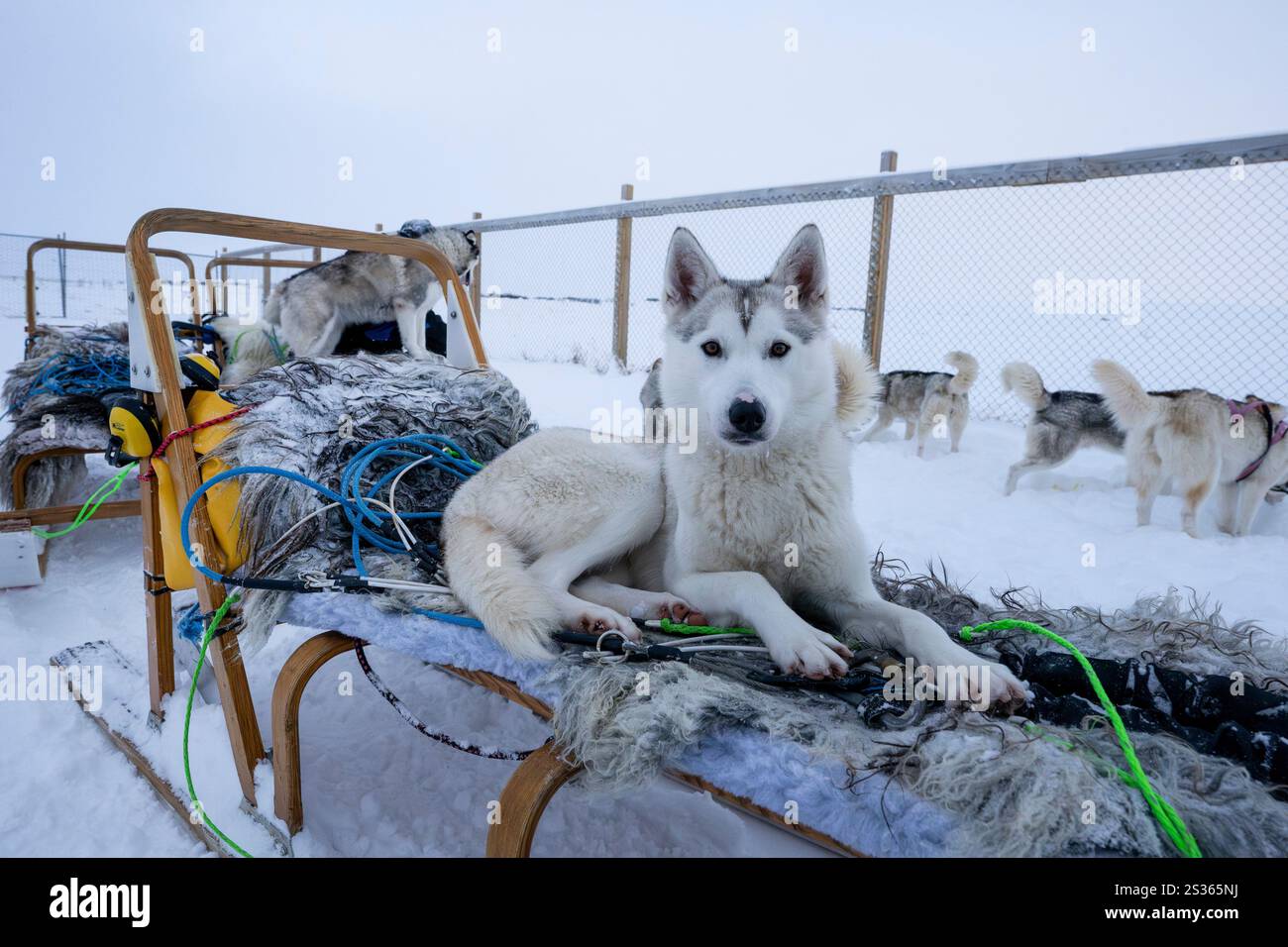 Un huskie posa in un cortile prima della partenza per attraversare una tundra situata vicino a un rifugio per l'addestramento dei cani da slitta a Husavik. Le gite in slitta offrono un'esperienza davvero notevole per esplorare i paesaggi invernali della parte settentrionale del paese. Utilizzando principalmente Husky siberiani addestrati, noti per la loro resistenza al freddo e la loro capacità di percorrere lunghe distanze, i visitatori possono godersi un'emozionante corsa attraverso la tundra innevata. Guidate da esperti locali, queste escursioni non solo consentono ai viaggiatori di ammirare le bellezze naturali della regione, ma anche di interagire con i cani, imparando di più sulla loro t Foto Stock