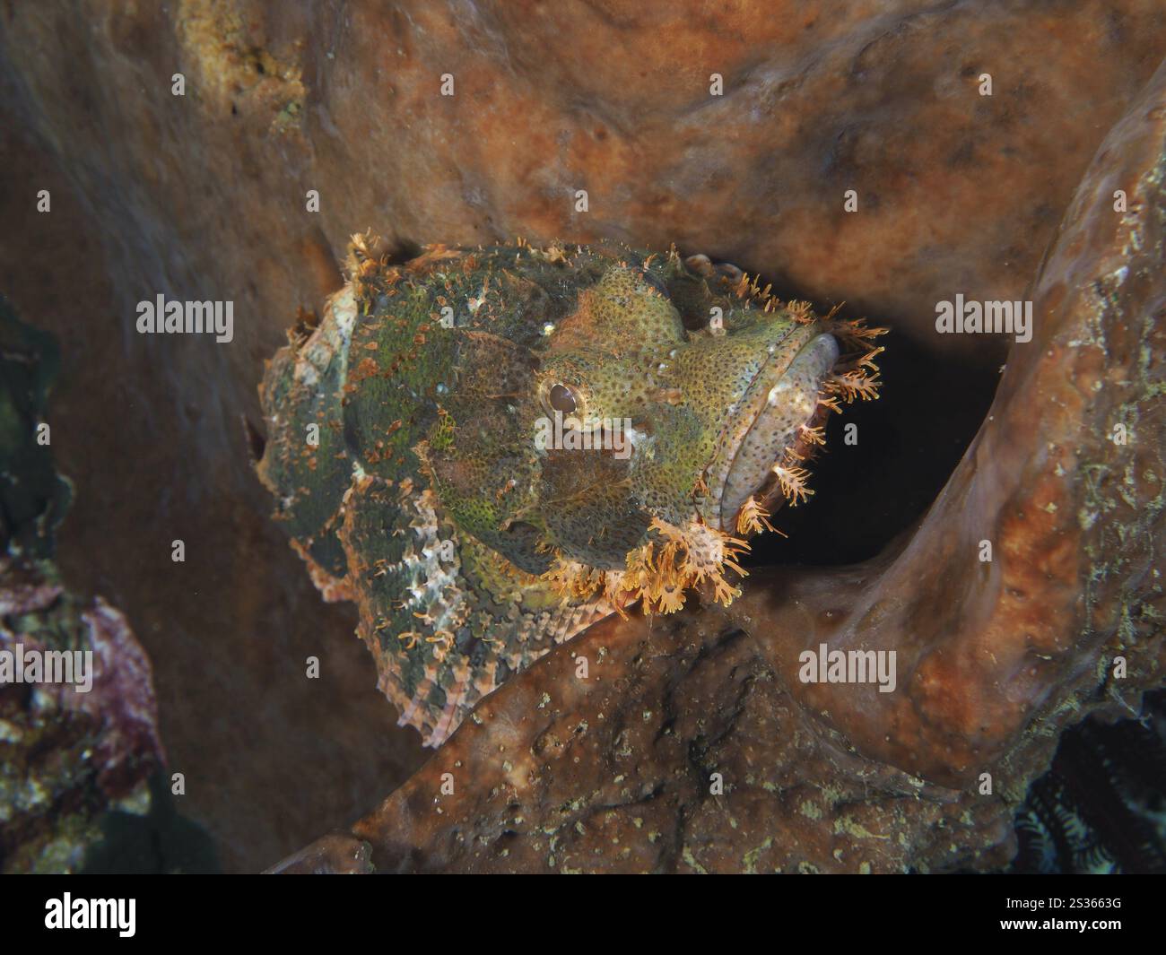 Scorpione colorato con frange mimetiche (Scorpaenopsis oxycephalus) in un ambiente corallino, texture vivide, sito di immersione Spice Reef, Penyapangan, Bal Foto Stock