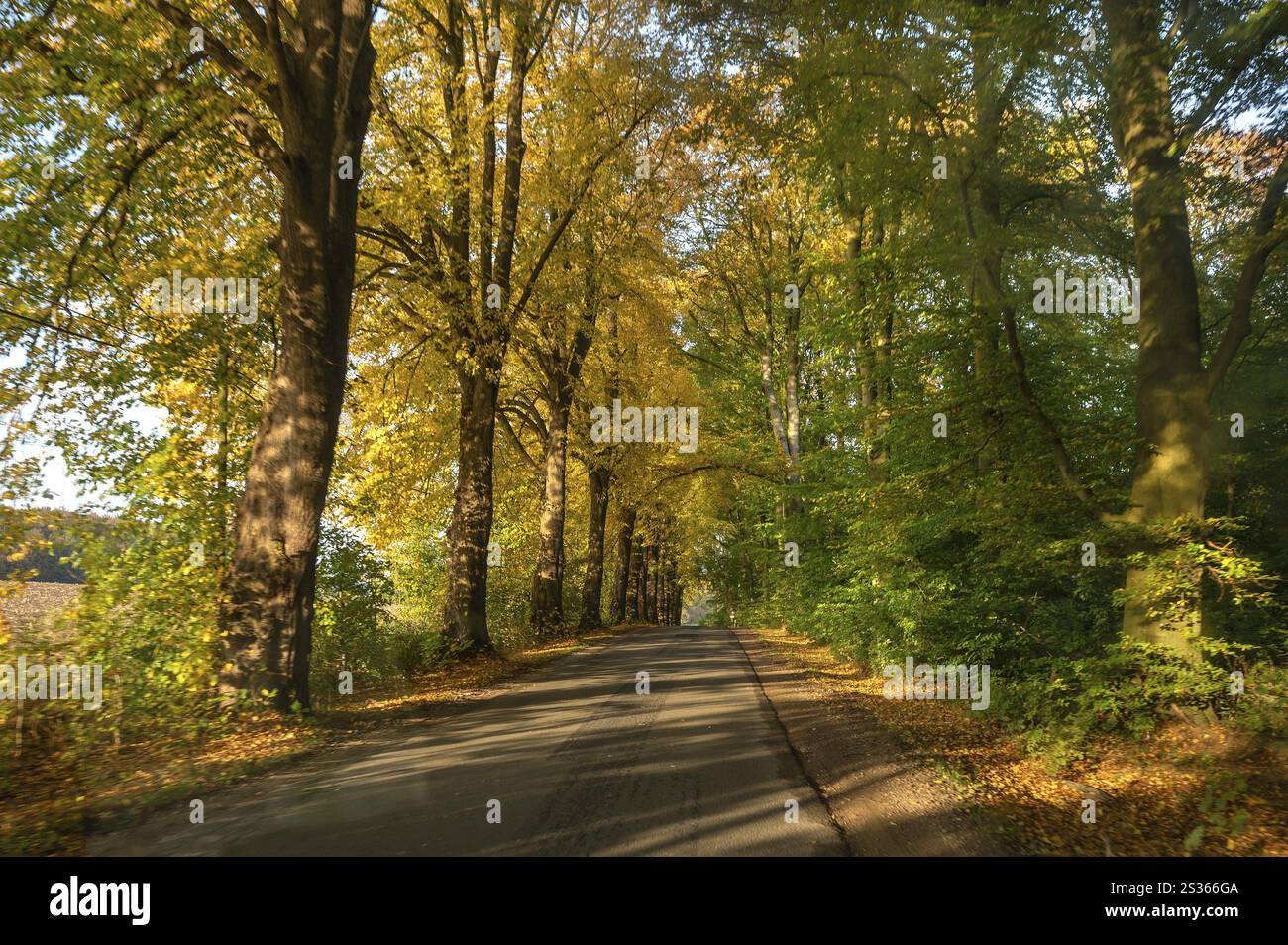 viale autunnale di tigli (Tilia platyphyllo) lungo una strada di campagna, Meclemburgo-Vorpommern, Germania, Europa Foto Stock