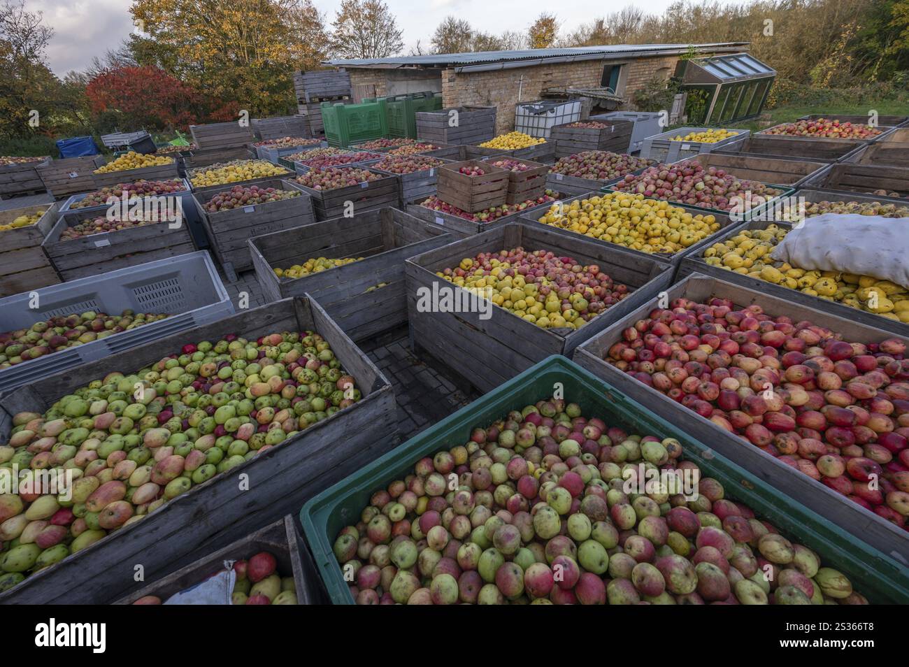 Scatole di frutta consegnate al cantiere di una cideria, Meclemburgo-Vorpommern, Germania, Europa Foto Stock