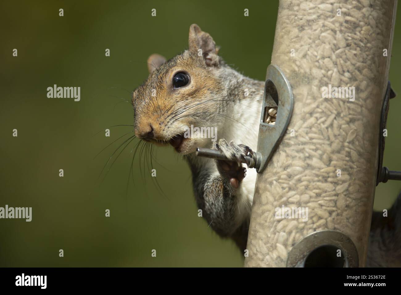 Scoiattolo grigio (Sciurus carolinensis) animale adulto su un alimento per uccelli da giardino con semi di girasole, Inghilterra, Regno Unito, Europa Foto Stock