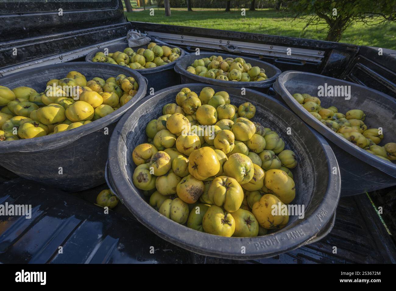 Moschettone appena raccolto (Cydonia oblonga) in tonnellate su un pick-up, Meclemburgo-Vorpommern, Germania, Europa Foto Stock