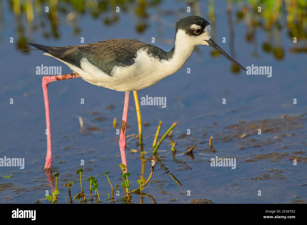 Nero-trampolo a collo alto Foto Stock