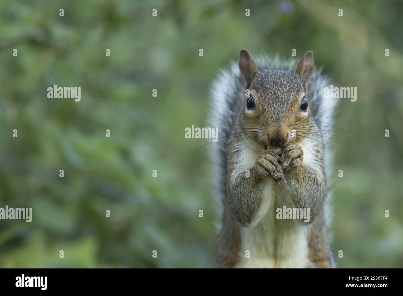 Scoiattolo grigio (Sciurus carolinensis) animale adulto che si nutre di noccioli in autunno, Inghilterra, Regno Unito, Europa Foto Stock