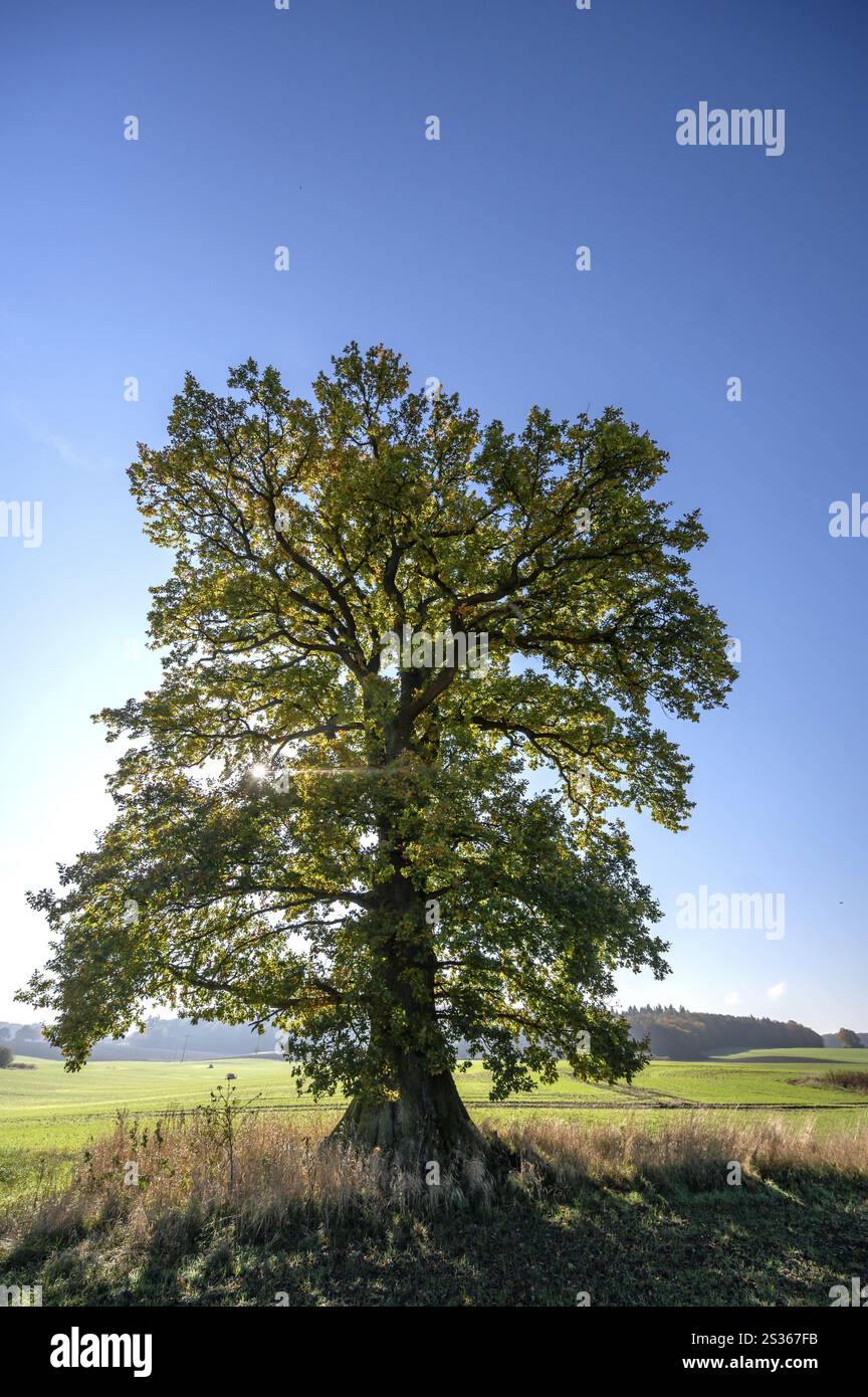 Quercia vecchia (Quercus in controluce, cielo azzurro, Meclemburgo-Vorpommern, Germania, Europa Foto Stock