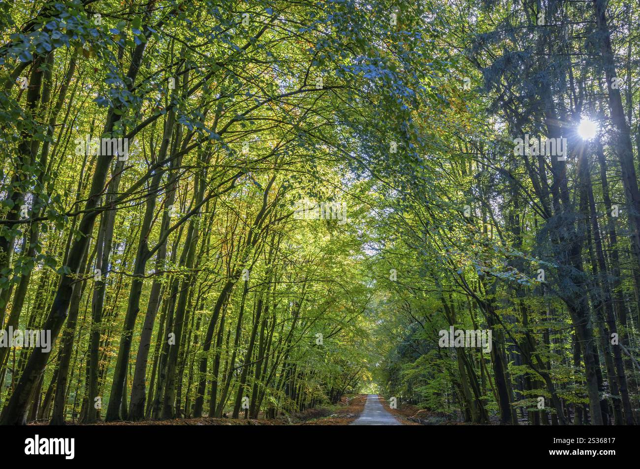 Foresta di faggi autunnali (Fagus) su una strada di villaggio Rehna, Meclemburgo-Vorpommern, Germania, Europa Foto Stock