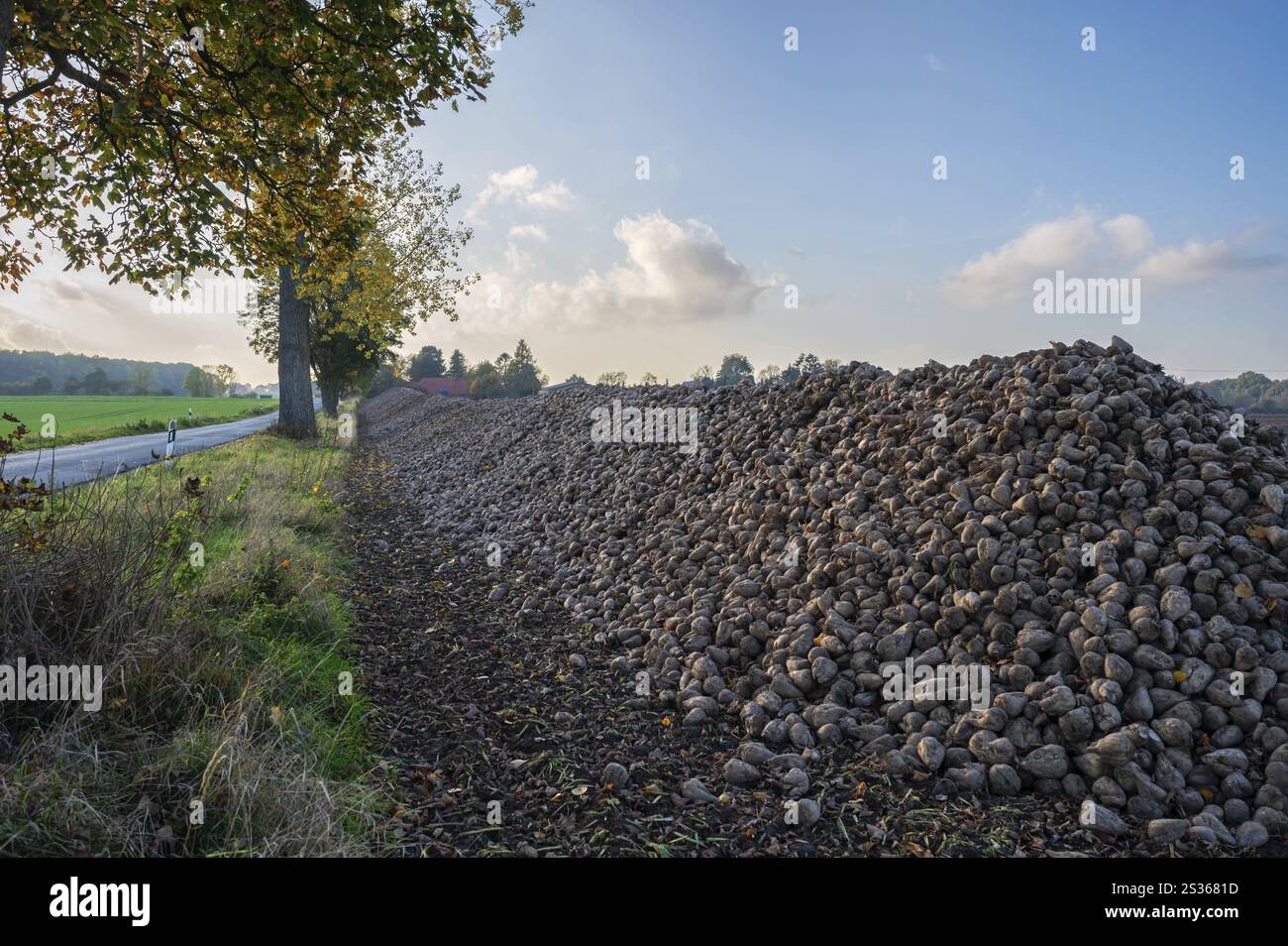 Barbabietola da zucchero accumulata pronta per la raccolta su una strada di campagna, Meclemburgo-Pomerania occidentale, Germania, Europa Foto Stock