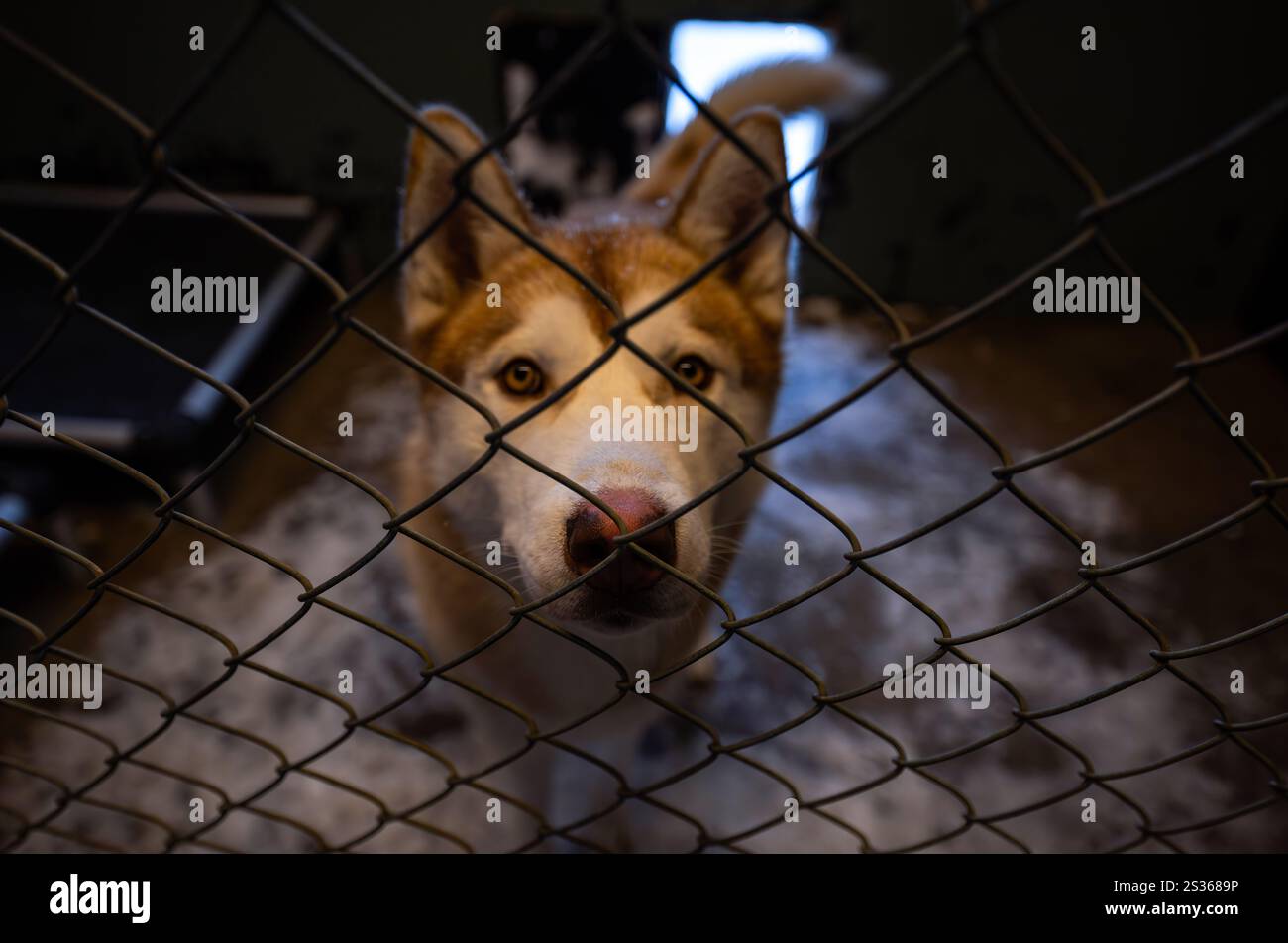 Gli Huskies sono visti riposare in un cubicolo recintato presso un rifugio per l'addestramento dei cani da slitta ad Husavik. Le gite in slitta offrono un'esperienza davvero notevole per esplorare i paesaggi invernali della parte settentrionale del paese. Utilizzando principalmente Husky siberiani addestrati, noti per la loro resistenza al freddo e la loro capacità di percorrere lunghe distanze, i visitatori possono godersi un'emozionante corsa attraverso la tundra innevata. Guidate da esperti locali, queste escursioni non solo consentono ai viaggiatori di ammirare le bellezze naturali della regione, ma anche di interagire con i cani, imparando di più sulla loro formazione e sul ruolo che svolgono nell'IC Foto Stock