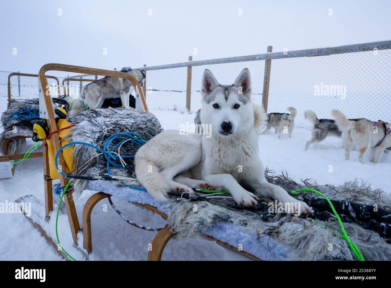 15 luglio 2023, Husavik, Islanda: Un huskie posa in un cortile prima della partenza per viaggiare attraverso una tundra situata vicino a un rifugio per cani da slitta a Husavik. Le gite in slitta offrono un'esperienza davvero notevole per esplorare i paesaggi invernali della parte settentrionale del paese. Utilizzando principalmente Husky siberiani addestrati, noti per la loro resistenza al freddo e la loro capacità di percorrere lunghe distanze, i visitatori possono godersi un'emozionante corsa attraverso la tundra innevata. Guidate da esperti locali, queste escursioni non solo consentono ai viaggiatori di ammirare le bellezze naturali della regione, ma anche di interagire con il Foto Stock