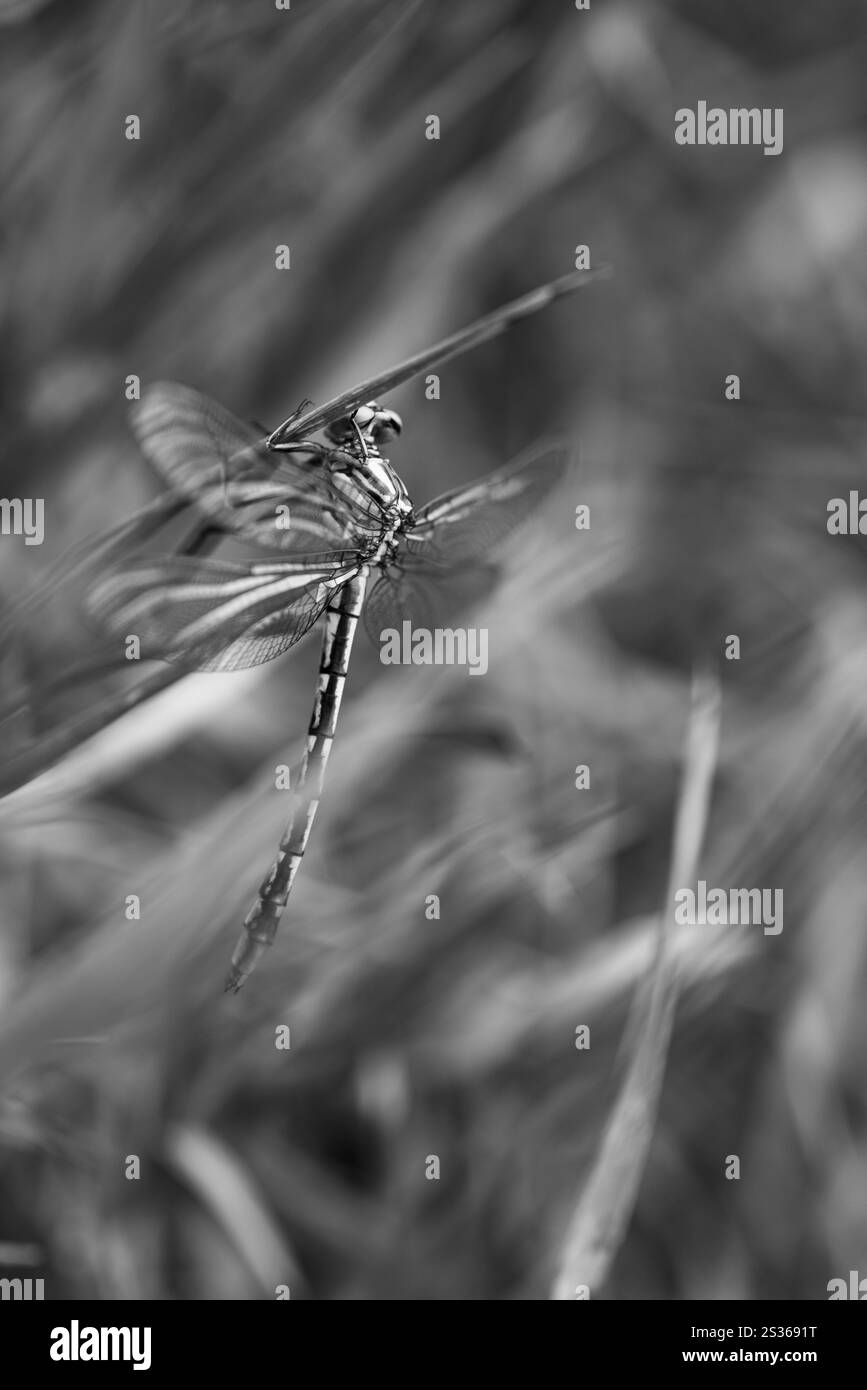 Primo piano bianco e nero di una Dragonfly riposante in natura Foto Stock