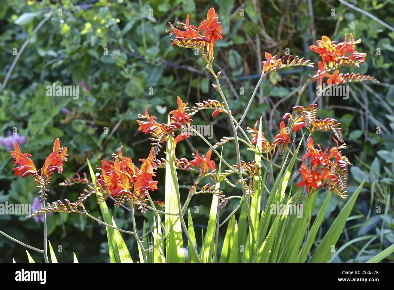 Fiori di montbretia rossi Foto Stock