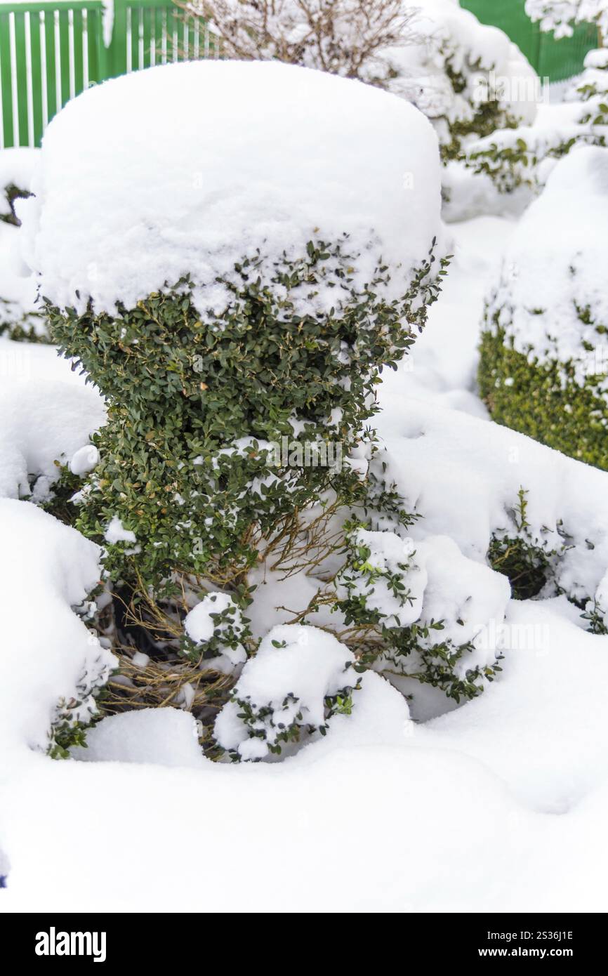 Arbusto ornamentale ricoperto di neve, foto simboliche per l'inverno, danni dovuti al gelo e dormienza invernale in Austria Foto Stock