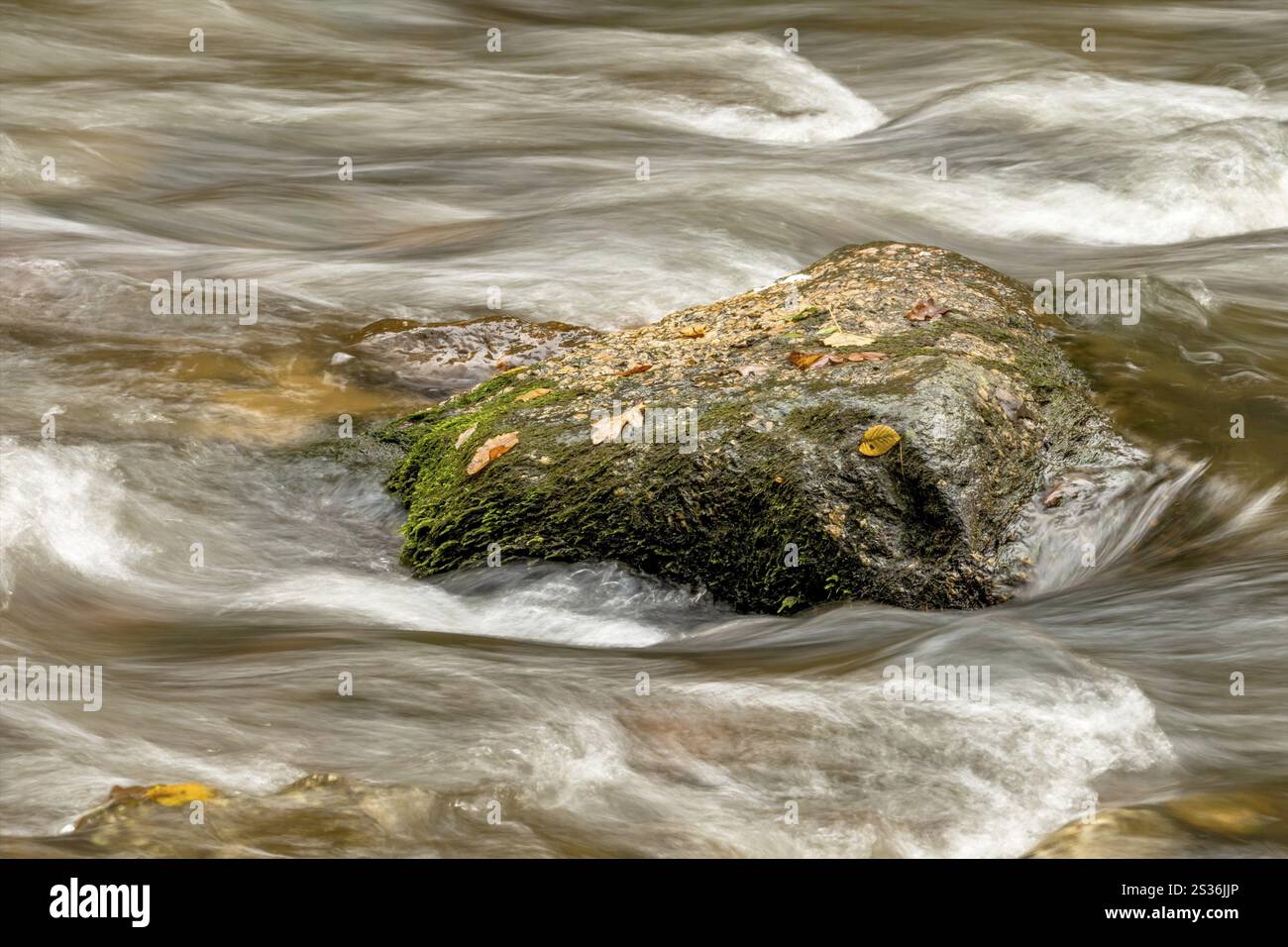 Una roccia con foglie in autunno in un ruscello Austria Foto Stock