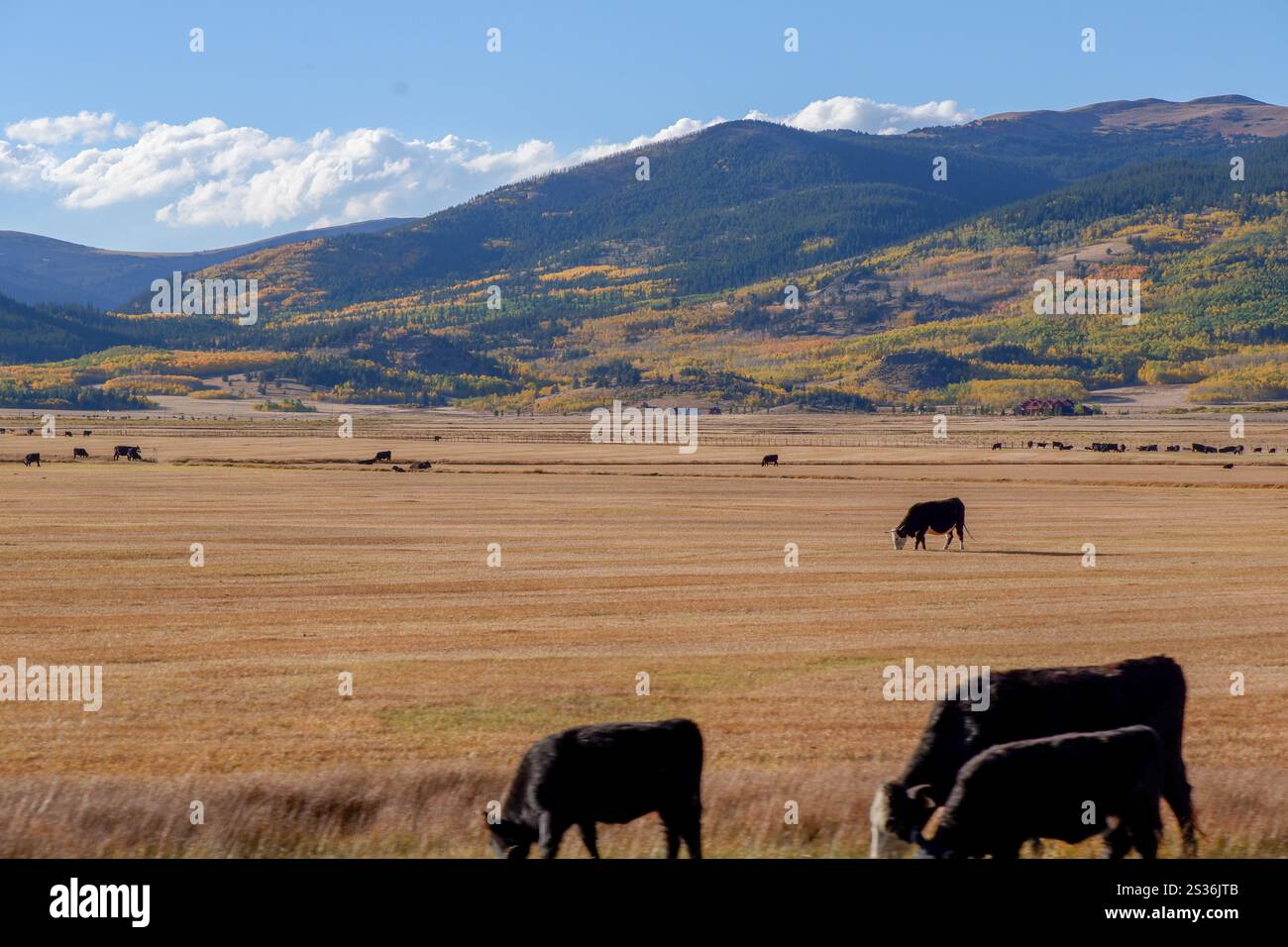 Le mucche pascolano in un pascolo di montagna del Colorado vicino alla città di Fairplay nella Park County. Foto Stock