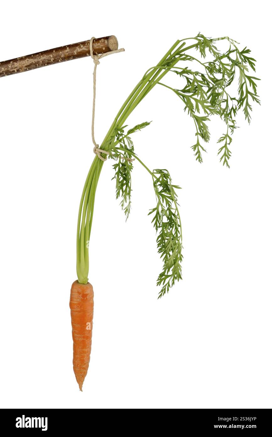Carota su un bastone. Frutta e verdura fresche sono sempre salutari. Foto simbolica per la motivazione. Austria Foto Stock