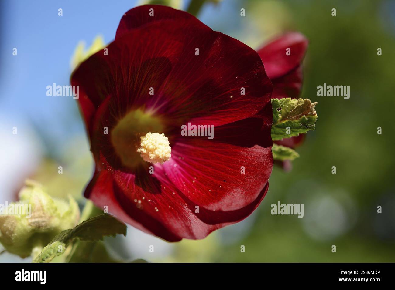 Hollyhock rosso Foto Stock