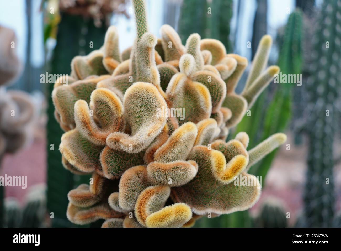 Cactus dalla forma inusuale nel giardino botanico Foto Stock
