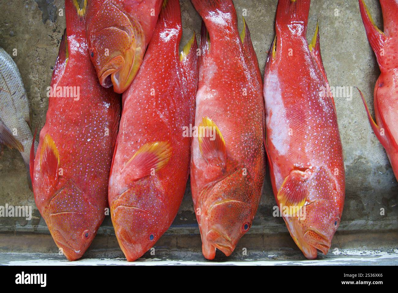 Dentice rosso fresco al mercato Sir Selwyn-Clarke di Victoria, Mahe Foto Stock