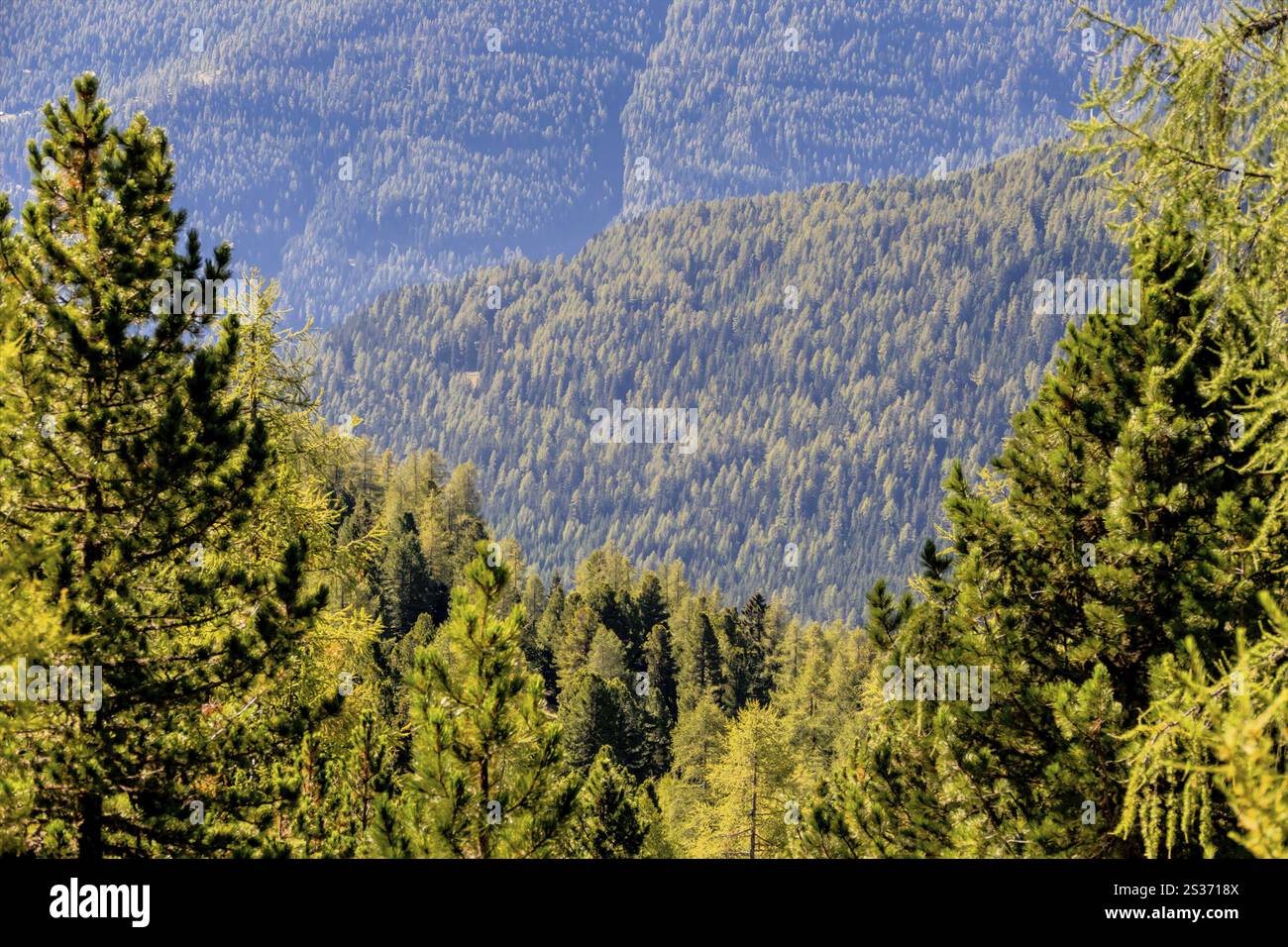 Vista sulle foreste di conifere, simbolo della natura, della crescita e dello stoccaggio del carbonio in Austria Foto Stock