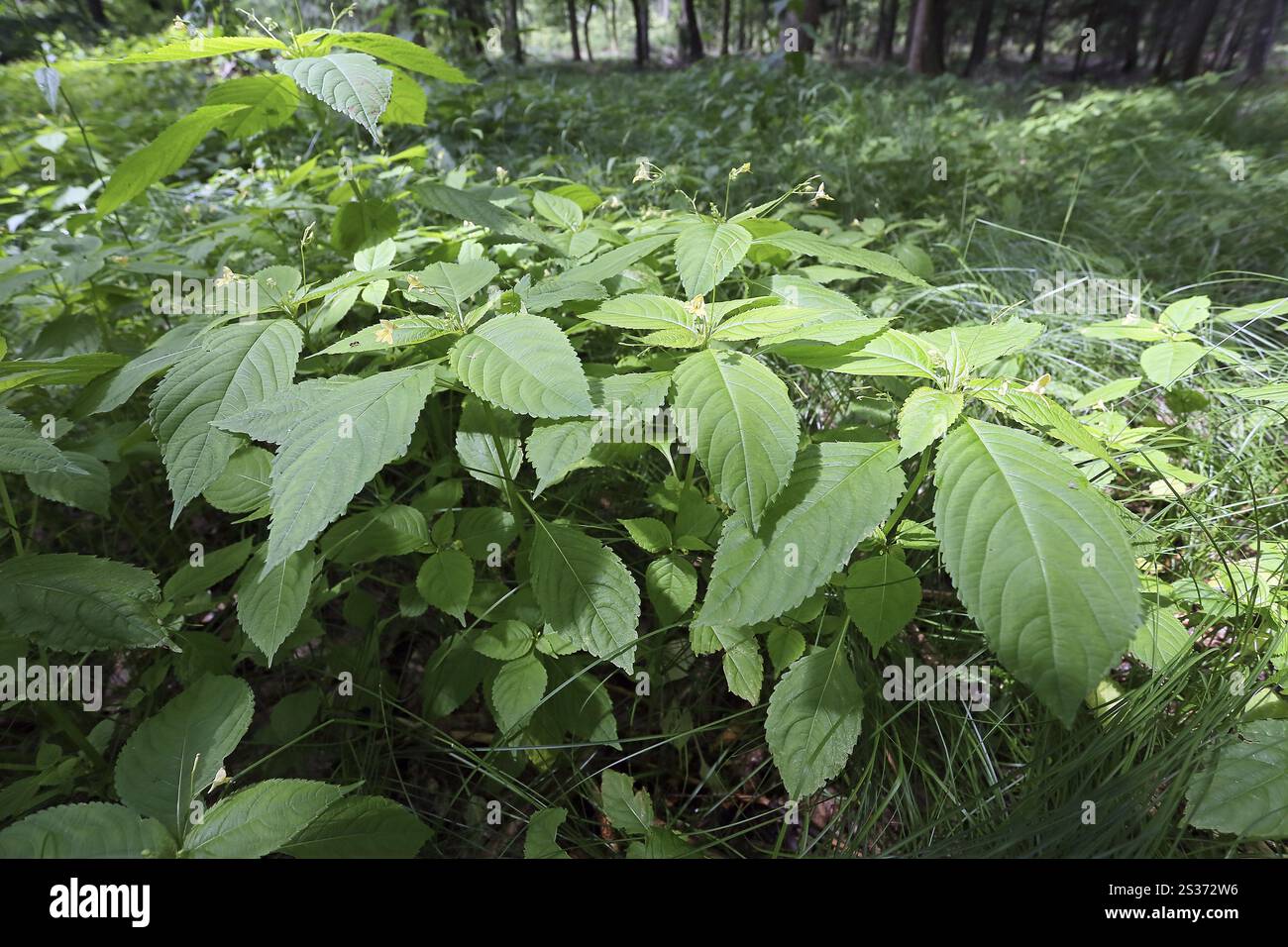 Impatiens parviflora, piccola fioritura touch-me-not, piccolo Balsam Foto Stock